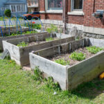 raised beds